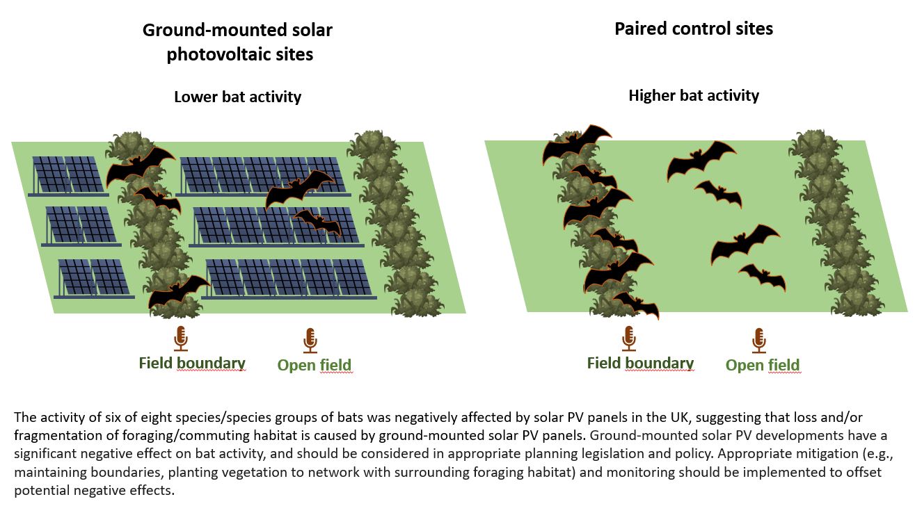 Graphic image showing effects of solar farms on bats